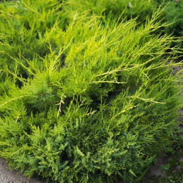 Ienupar galbui (Juniperus ch. Kuriwao Gold), vesnic verde, conifer ornamental, frunzis galben - Img 4