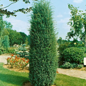 Ienupar (Juniperus Hibernica), planta gard viu, vesnic verde - Img 3