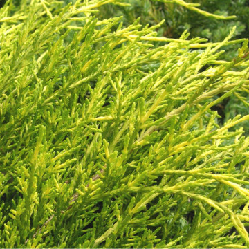 Ienupăr pitic galben (Juniperus pf. Old Gold), planta gard viu, vesnic verde, frunzis galben - Img 2
