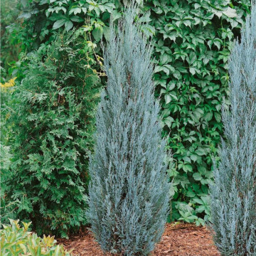 Ienupar sageata (Juniperus Blue Arrow) 40-60 cm, planta gard viu, vesnic verde, frunzis albastru - Img 4