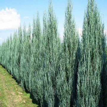 Ienupar sageata (Juniperus Skyrocket) 40-50 cm - Img 3