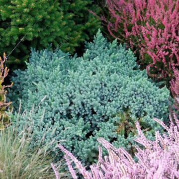 Ienupar stea (Juniperus Blue Star), vesnic verde, conifer ornamental, frunzis albastru