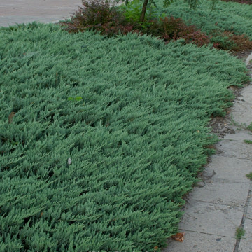 Ienupăr târâtor albastru (Juniperus sq. Blue Chip) ghiveci 3 l, vesnic verde, planta acoperitoare de sol, frunzis albastru - Img 2