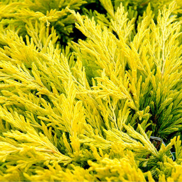 Ienupăr târâtor galben (Juniperus horiz. Limeglow) 30-40 cm, vesnic verde, planta acoperitoare de sol, frunzis galben - Img 3