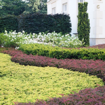 Ienupar tarator galben (Juniperus horizontalis Golden Carpet), vesnic verde, conifer ornamental, frunzis galben - Img 3