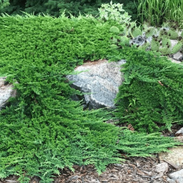 Ienupar tarator (Juniperus horiz. Prince of Walles), vesnic verde, planta acoperitoare de sol
