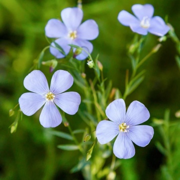 In decorativ (Linium perene), planta perena, flori albastru