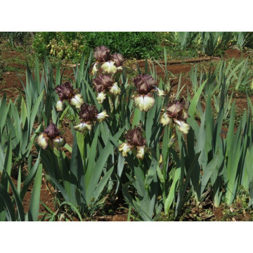 Iris Burgundy Brown, planta ornamentala, flori multicolor - Img 2