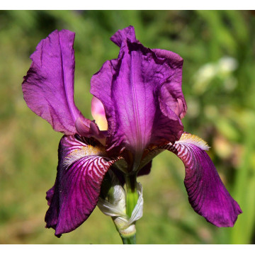 Iris 'Imperator', planta perena, planta parfumata, flori mov