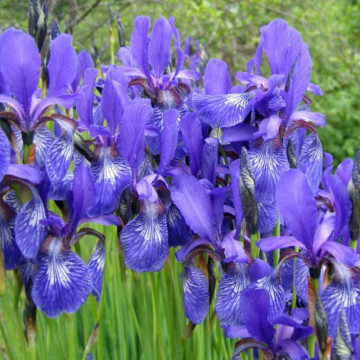 Iris Joanna, planta perena, flori mov - Img 3