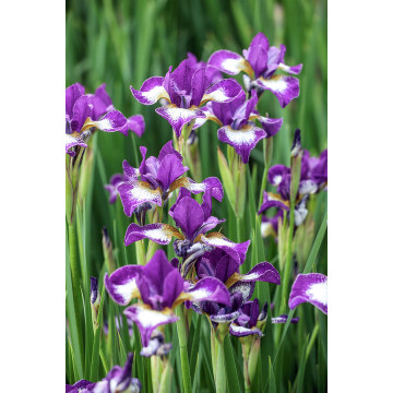 Iris sib. 'Currier', planta perena, flori mov