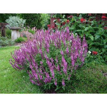Jales de camp (Salvia nemorosa Rose Queen) Ghiveci 2l, planta perena, planta aromatica, flori roz