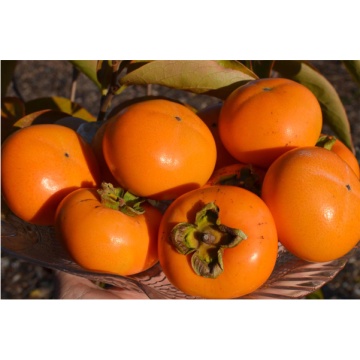 Kaki (Diospyros kaki)