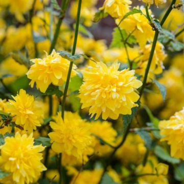 Keria (Kerria japonica), arbust ornamental, flori galbene