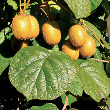 Kiwi (Actinidia deliciosa Jenny), arbust fructifer
