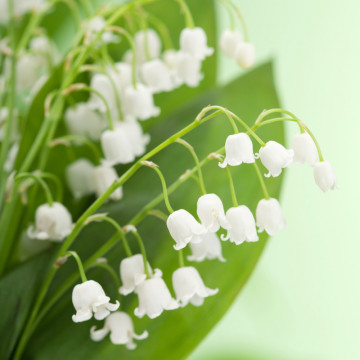 Lacramioare (Convallaria majalis Bordeaux), planta acoperitoare de sol, planta parfumata, flori alb