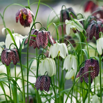 Laleaua pestriță (Fritillaria Meleagris Mix), planta de gradina - Img 4