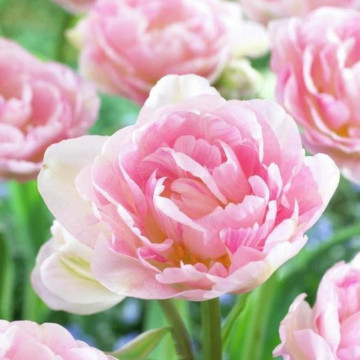 Lalele Angelique (Tulips Angelique), bulbi lalele, flori roz