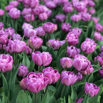 Lalele Blue Diamond (Tulips Blue Diamond), bulbi lalele, flori mov - Img 2