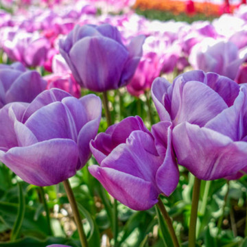 Lalele Blue Heaven (Tulips Blue Heaven), bulbi lalele, flori violet - Img 3