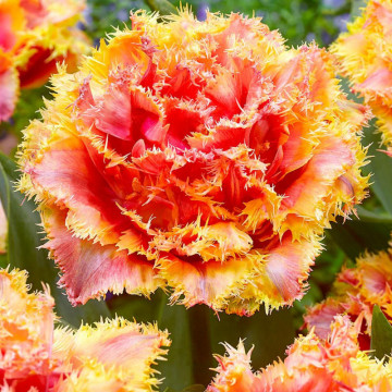 Lalele Brisbane (Tulips Brisbane), bulbi lalele, flori roz - Img 2