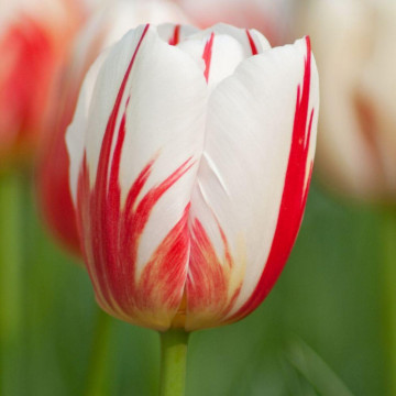 Lalele Carnaval de Rio (Tulips Carnaval de Rio), bulbi lalele, flori alb, rosu