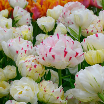 Lalele Danceline (Tulips Danceline), bulbi lalele, flori alb, rosu - Img 3