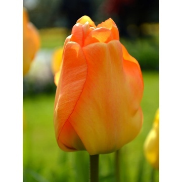 Lalele Daydream (Tulips Daydream)