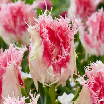 Lalele Drakensteyn (Tulips Drakemsteyn), bulbi lalele, flori alb, roz