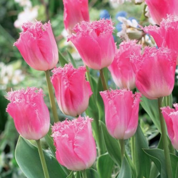 Lalele Fancy Frills (Tulips Fancy Frills), bulbi lalele, flori roz