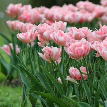 Lalele Foxtrot (Tulips Foxtrot), bulbi lalele, flori roz - Img 3