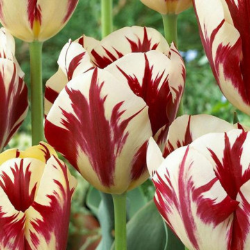 Lalele Grand Perfection (Tulips Grand Perfection), bulbi lalele, flori alb, rosu