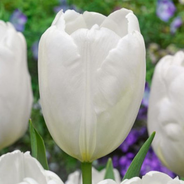 Lalele Hakuun (Tulips Hakuun), bulbi lalele, flori alb