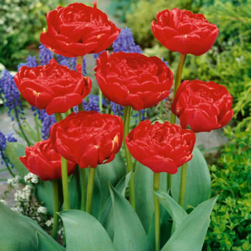 Lalele Miranda (Tulips Miranda), bulbi lalele, flori rosu - Img 2