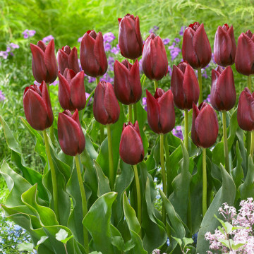 Lalele National Velvet (Tulips National Velvet), bulbi lalele, flori rosu - Img 3