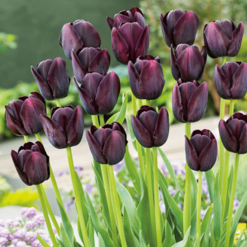 Lalele Queen of Night (Tulips Queen of Night), bulbi lalele, flori negru - Img 3