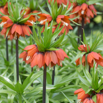 Lalele regale roșii (Fritillaria William Rex), bulbi lalele, flori rosu - Img 2