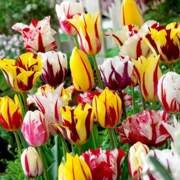 Lalele Rembrandt Mixed (Tulips Rembrandt Mixed), bulbi lalele, flori mix