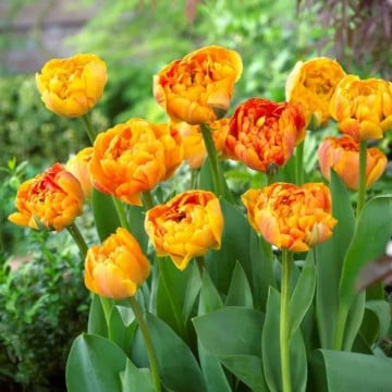 Lalele Sun lover (Tulips Sun lover) - Img 2