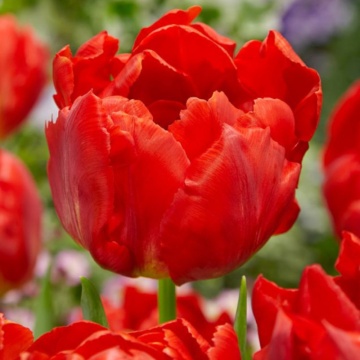 Lalele Viking (Tulips Viking), bulbi lalele, flori rosu