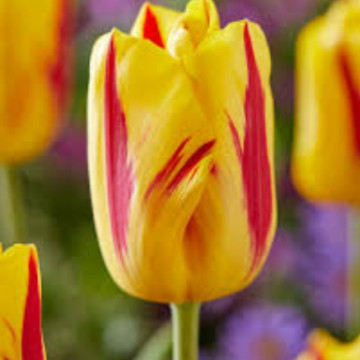 Lalele Washington (Tulips Washington), bulbi lalele, flori galben, rosu