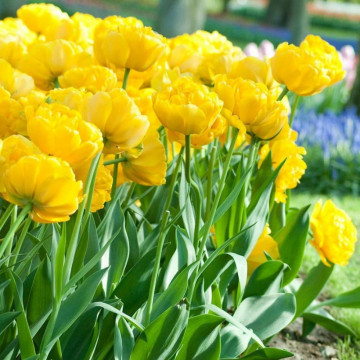 Lalele Yellow Pomponette (Tulips Yellow Pomponette), bulbi lalele, flori galbene - Img 3