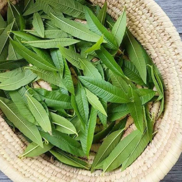 Lamaita (Lippia citriodora Limoncello), planta perena, planta aromatica - Img 4