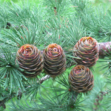 Larice (Larix kaempferi), arbore ornamental, planta melifera - Img 2