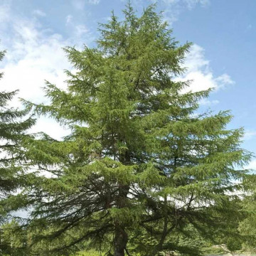 Larice (Larix kaempferi), arbore ornamental, planta melifera