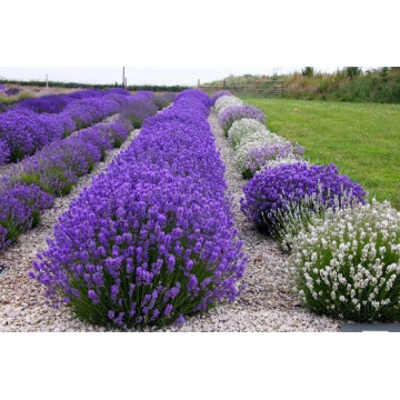 Lavanda, levantica (Lavandula angustifolia), vesnic verde, planta perena, planta aromatica