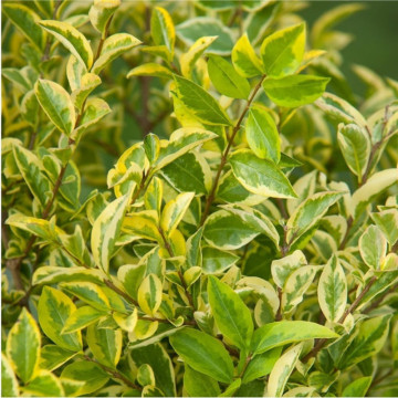 Lemn cainesc galben (Ligustrum ovalifolium Aureum), planta gard viu, vesnic verde, frunzis verde-galben