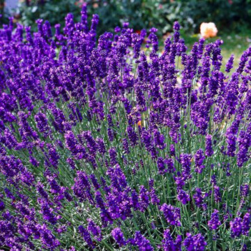 Levantica Dwarf Blue ( Lavandula Dwarf Blue), vesnic verde, planta ornamentala, planta parfumata