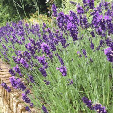 Levantica hidcote (Lavandula angustifolia Hidcote), planta aromatica, flori mov - Img 2
