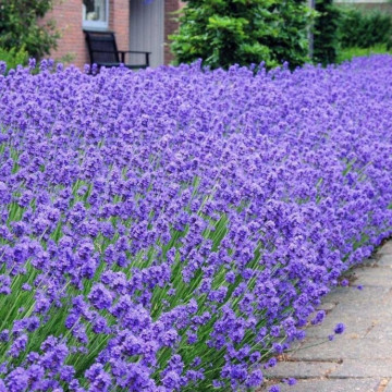 Levantica (Lavandula ang. Munstead), vesnic verde, planta perena, planta melifera